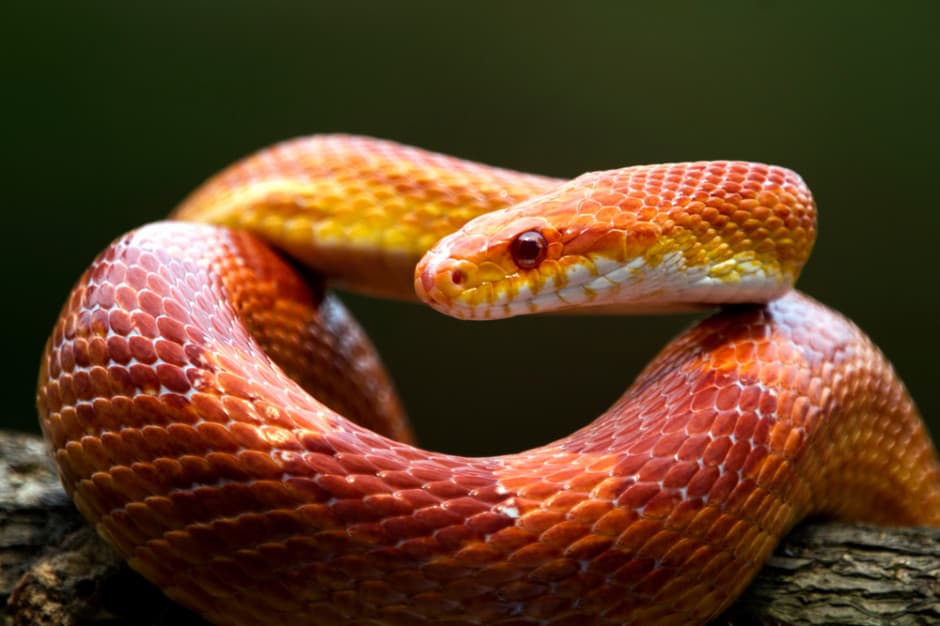 Reptilien und Amphibien